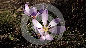 Ephemeral flowers, primroses in the wild Colchicum ancyrense, autumn crocus, meadow saffron and naked lady. Rare view from the