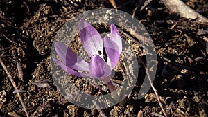 Ephemeral flowers, primroses in the wild Colchicum ancyrense, autumn crocus, meadow saffron and naked lady. Rare view from the