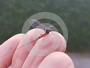 An ephemeral fly perched on the fingers of one hand before taking flight