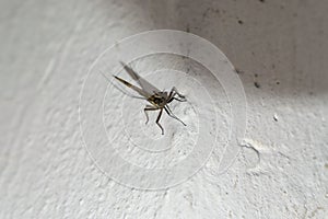 Ephemeroptera and the skin on the wall of the house.