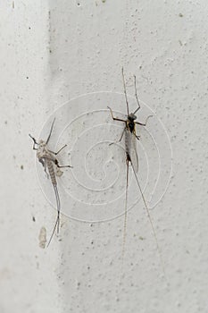 Ephemeroptera and the skin on the wall of the house.