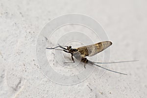 Ephemeroptera and the skin on the wall of the house.
