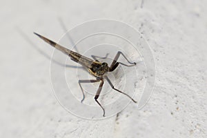 Ephemeroptera and the skin on the wall of the house.