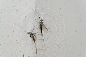 Ephemeroptera and the skin on the wall of the house.