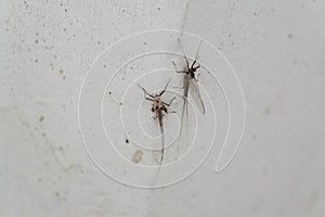 Ephemeroptera and the skin on the wall of the house.