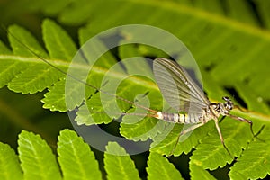 Ephemeroptera - Upwinged Flies or Mayflies