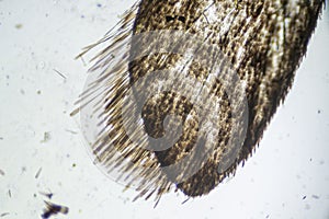 Ephestia elutella, wing of grain moth with scales macro close up under the light microscope