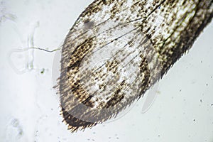 Ephestia elutella, wing of grain moth with scales macro close up under the light microscope