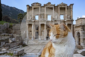 Ephesus historical ancient city and cat. Izmir / Turkey