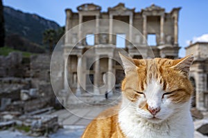 Ephesus historical ancient city and cat. Izmir / Turkey