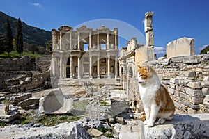 Ephesus historical ancient city and cat. Izmir / Turkey