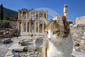 Ephesus historical ancient city and cat. Izmir / Turkey