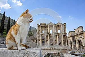 Ephesus historical ancient city and cat. Izmir / Turkey