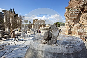 Ephesus historical ancient city and cat. Izmir / Turkey