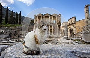 Ephesus historical ancient city and cat. Izmir / Turkey