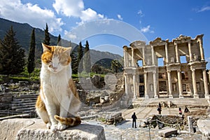 Ephesus historical ancient city and cat. Izmir / Turkey