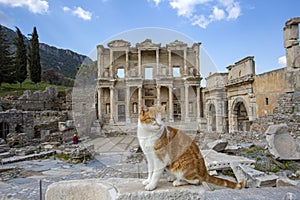 Ephesus historical ancient city and cat. Izmir / Turkey