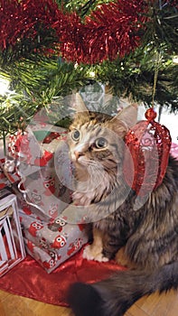 Epic adorable Christmas cat