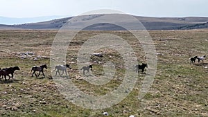 Epic aerial over large herd of wild horses running galloping in wild nature slow motion through meadow golden hour horse