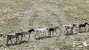 Epic aerial over large herd of wild horses running galloping in wild nature slow motion through meadow golden hour horse