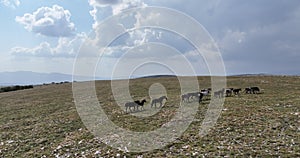 Epic aerial over large herd of wild horses running galloping in wild nature slow motion through meadow golden hour horse