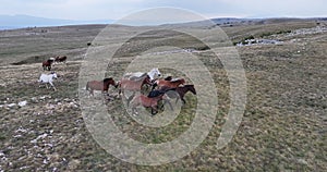 Epic aerial over large herd of wild horses running galloping in wild nature slow motion through meadow golden hour horse