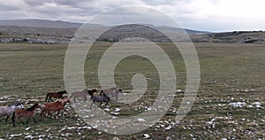 Epic aerial over large herd of wild horses running galloping in wild nature slow motion through meadow golden hour horse