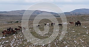 Epic aerial over large herd of wild horses running galloping in wild nature slow motion through meadow golden hour horse