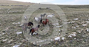 Epic Aerial Over Large Herd Of Wild Horses Running Galloping In Wild Nature Slow Motion Through Meadow Golden Hour Horse