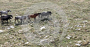 Epic Aerial Over Large Herd Of Wild Horses Running Galloping In Wild Nature Slow Motion Through Meadow Golden Hour Horse