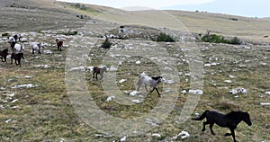 Epic Aerial Over Large Herd Of Wild Horses Running Galloping In Wild Nature Slow Motion Through Meadow Golden Hour Horse