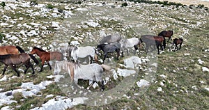 Epic Aerial Over Large Herd Of Wild Horses Running Galloping In Wild Nature Slow Motion Through Meadow Golden Hour Horse