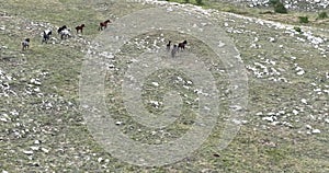 Epic Aerial Over Large Herd Of Wild Horses Running Galloping In Wild Nature Slow Motion Through Meadow Golden Hour Horse