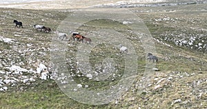 Epic Aerial Over Large Herd Of Wild Horses Running Galloping In Wild Nature Slow Motion Through Meadow Golden Hour Horse