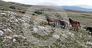 Epic Aerial Over Large Herd Of Wild Horses Running Galloping In Wild Nature Slow Motion Through Meadow Golden Hour Horse