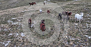 Epic Aerial Over Large Herd Of Wild Horses Running Galloping In Wild Nature Slow Motion Through Meadow Golden Hour Horse