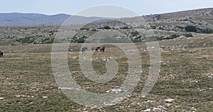 Epic Aerial Over Large Herd Of Wild Horses Running Galloping In Wild Nature Slow Motion Through Meadow Golden Hour Horse