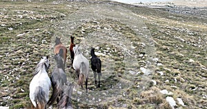 Epic Aerial Over Large Herd Of Wild Horses Running Galloping In Wild Nature Slow Motion Through Meadow Golden Hour Horse