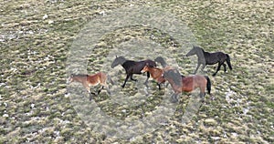 Epic Aerial Over Large Herd Of Wild Horses Running Galloping In Wild Nature Slow Motion Through Meadow Golden Hour Horse