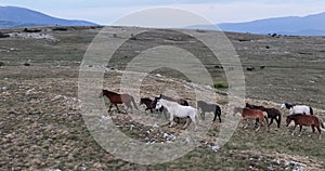 Epic Aerial Over Large Herd Of Wild Horses Running Galloping In Wild Nature Slow Motion Through Meadow Golden Hour Horse