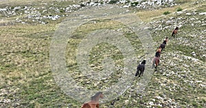 Epic Aerial Over Large Herd Of Wild Horses Running Galloping In Wild Nature Slow Motion Through Meadow Golden Hour Horse