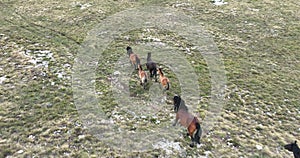 Epic Aerial Over Large Herd Of Wild Horses Running Galloping In Wild Nature Slow Motion Through Meadow Golden Hour Horse