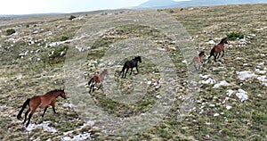 Epic Aerial Over Large Herd Of Wild Horses Running Galloping In Wild Nature Slow Motion Through Meadow Golden Hour Horse