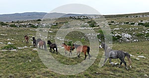 Epic Aerial Over Large Herd Of Wild Horses Running Galloping In Wild Nature Slow Motion Through Meadow Golden Hour Horse