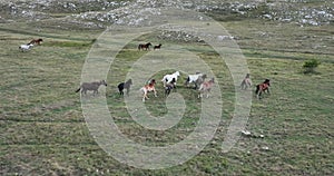 Epic Aerial Over Large Herd Of Wild Horses Running Galloping In Wild Nature Slow Motion Through Meadow Golden Hour Horse