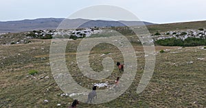 Epic Aerial Over Large Herd Of Wild Horses Running Galloping In Wild Nature Slow Motion Through Meadow Golden Hour Horse