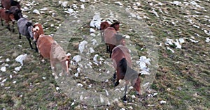 Epic Aerial Over Large Herd Of Wild Horses Running Galloping In Wild Nature Slow Motion Through Meadow Golden Hour Horse