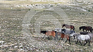 Epic Aerial Over Large Herd Of Wild Horses Running Galloping In Wild Nature Slow Motion Through Meadow Golden Hour Horse