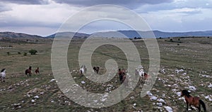 Epic Aerial Over Large Herd Of Wild Horses Running Galloping In Wild Nature Slow Motion Through Meadow Golden Hour Horse