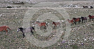 Epic Aerial Over Large Herd Of Wild Horses Running Galloping In Wild Nature Slow Motion Through Meadow Golden Hour Horse